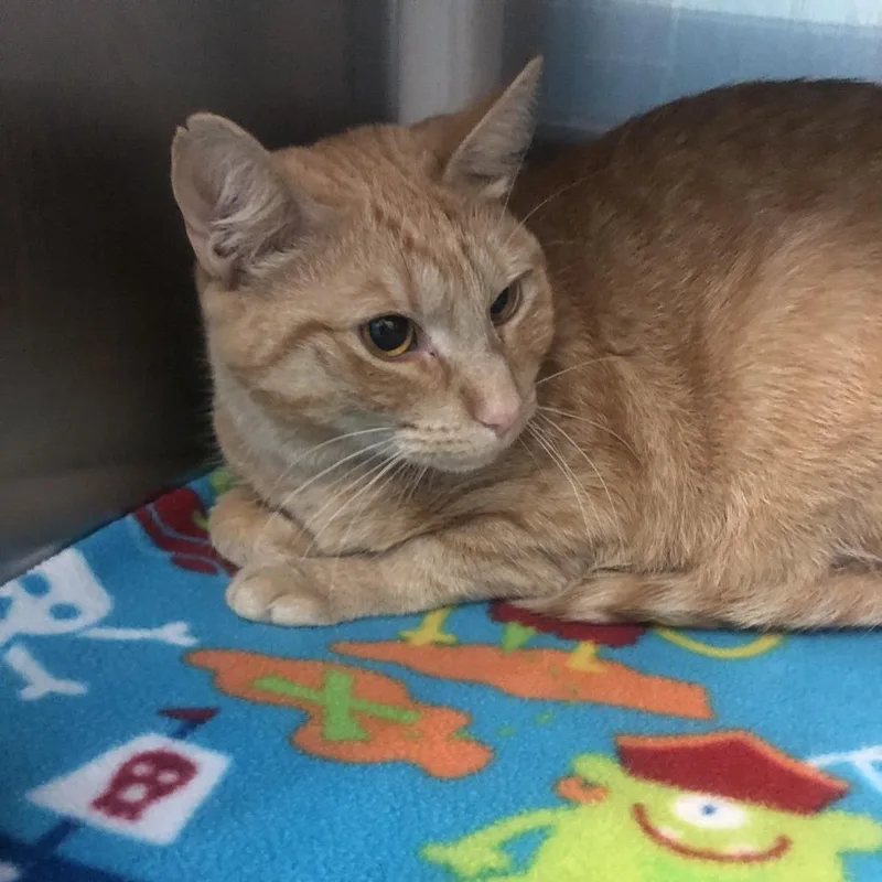 A young small-sized female Orange / Red Domestic Short Hair cat named Solar for adoption in Philadelphia, PA