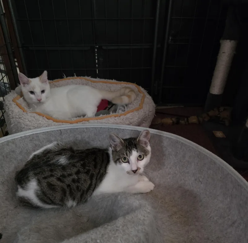 A baby medium-sized male Flame Point Siamese cat named Casper for adoption in San Jose, CA