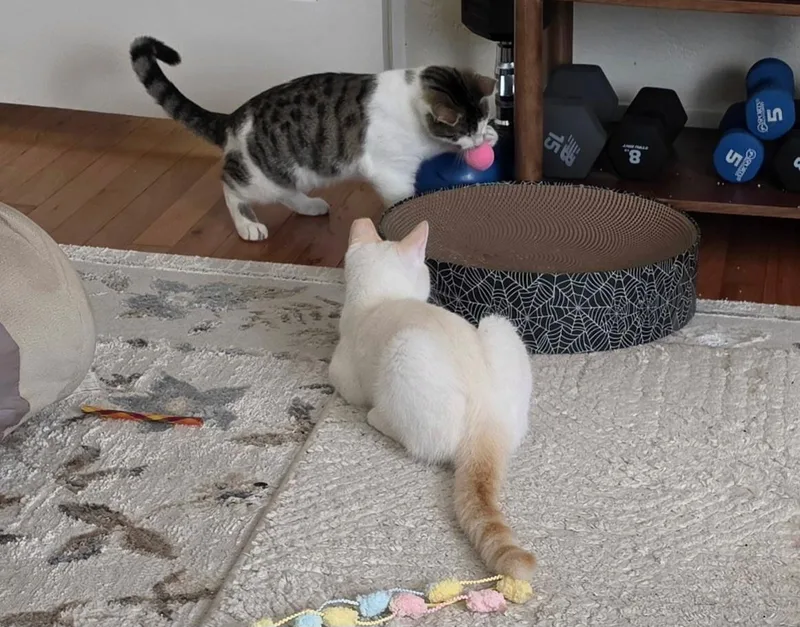 Casper thumbnail 3