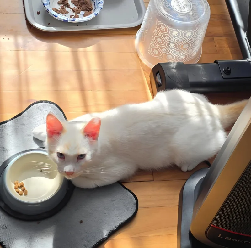 Casper thumbnail 4