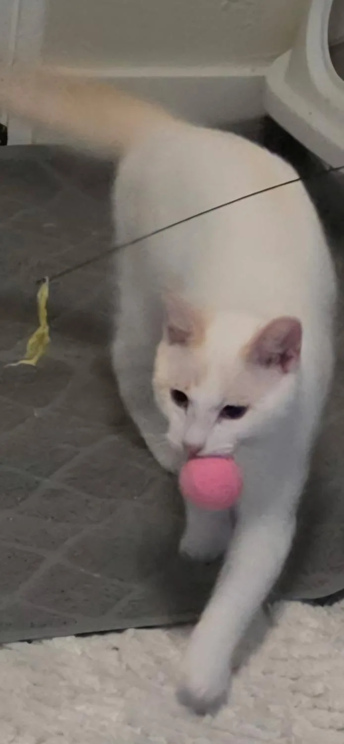 Casper thumbnail 6