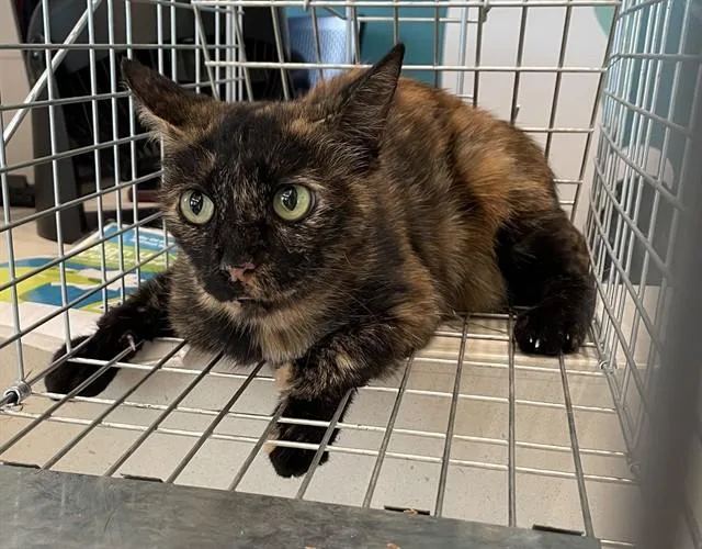 An adult small-sized female Domestic Short Hair cat named Sleepy for adoption in Pearland, TX