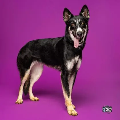 Diva