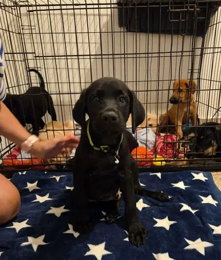 A baby medium-sized male Black Labrador Retriever dog named Apolo for adoption in Huntington, NY
