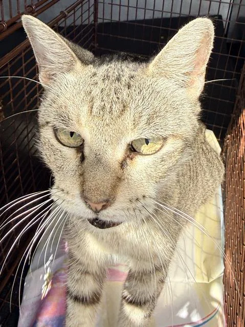 A young medium-sized female Domestic Short Hair cat named A for adoption in San Antonio, TX