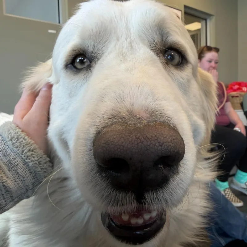 Buchanan thumbnail 2