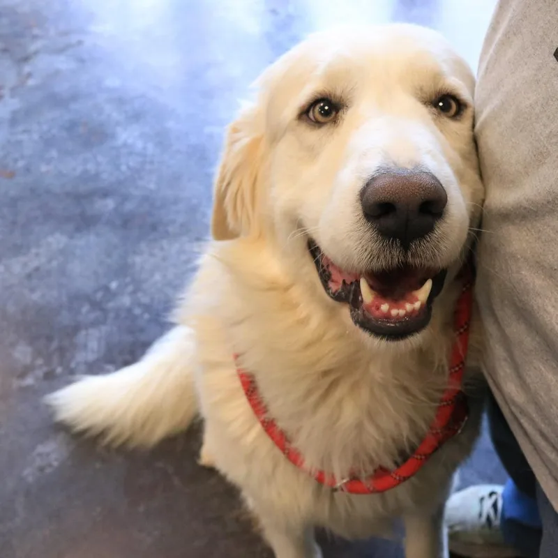 Buchanan thumbnail 3