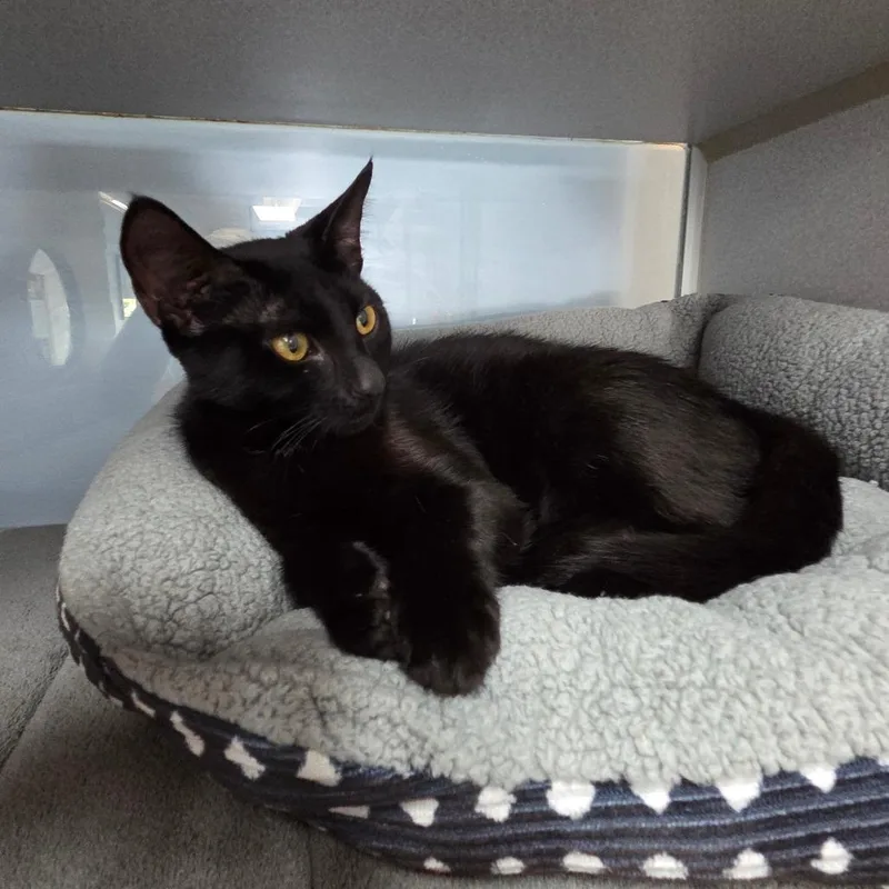 A young medium-sized female Black Domestic Short Hair cat named Chandelier for adoption in Port Charlotte, FL