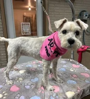 An adult small-sized female White / Cream Miniature Schnauzer dog named Libby for adoption in Denison, IA