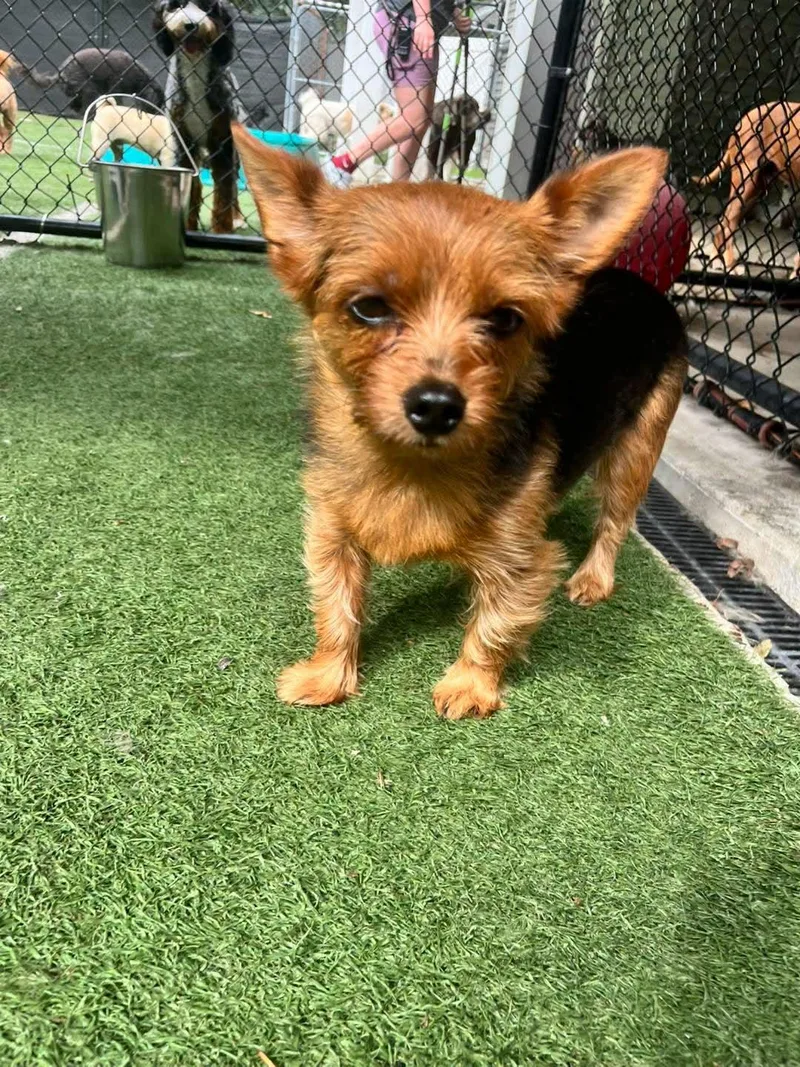 An adult small-sized female Yorkshire Terrier dog named Lila for adoption in Groton, CT