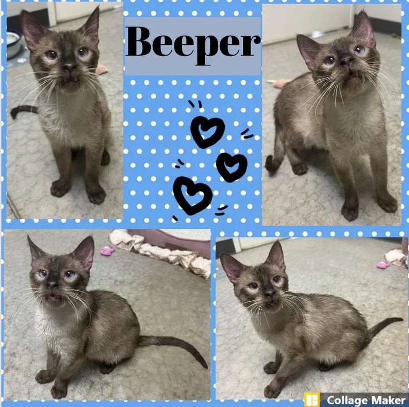 An adult medium-sized male Siamese cat named Beeper for adoption in Clearfield, PA