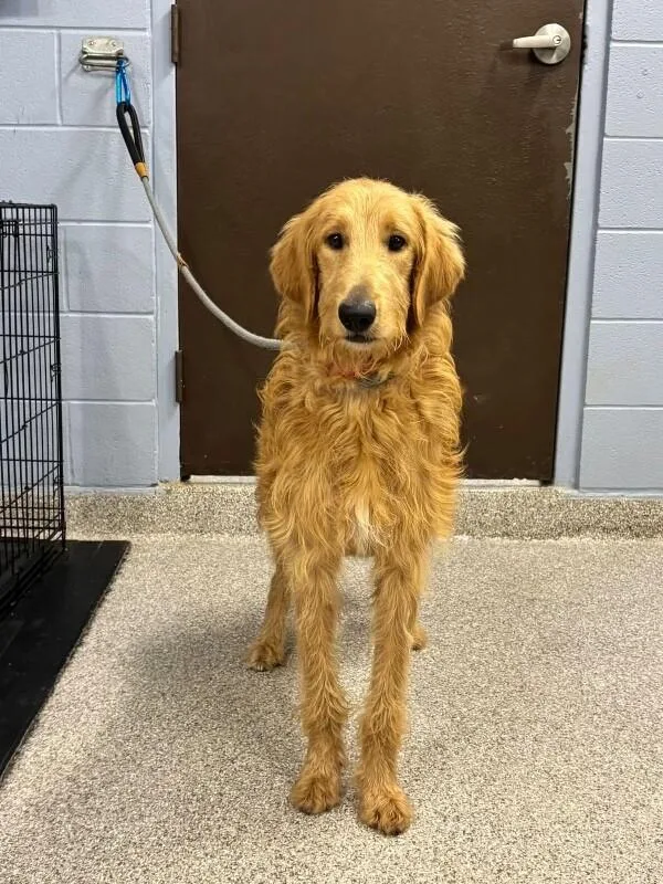 A young large-sized female Goldendoodle dog named Butters for adoption in Georgetown, OH