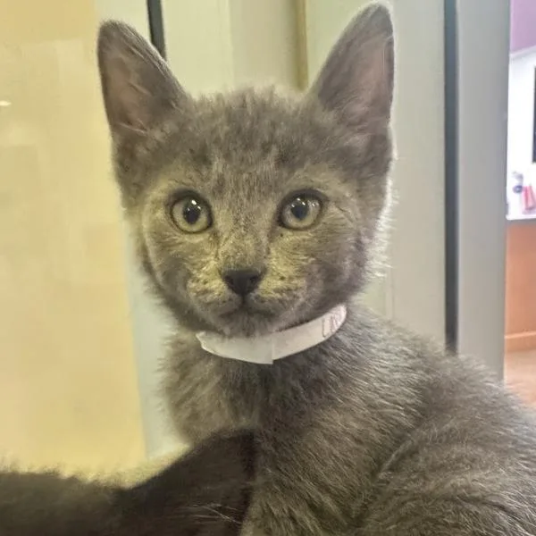 A baby medium-sized male Domestic Short Hair cat named Lava Rock for adoption in Walnut Creek, CA
