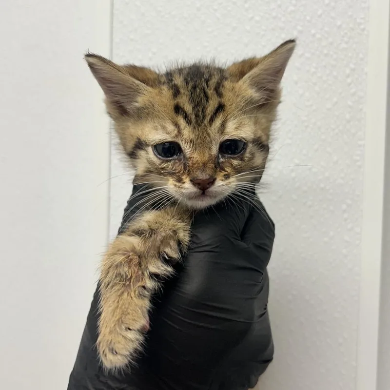 A baby small-sized male Brown / Chocolate Domestic Short Hair cat named Hoth for adoption in Abilene, TX