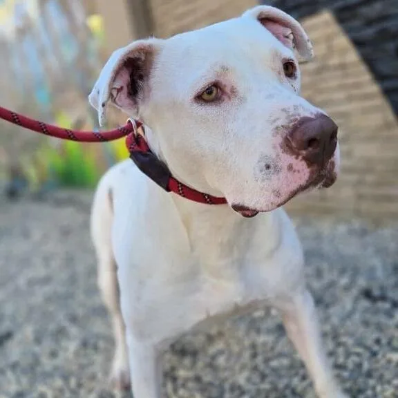 An adult large-sized male White / Cream Pit Bull Terrier dog named Tank for adoption in Turlock, CA