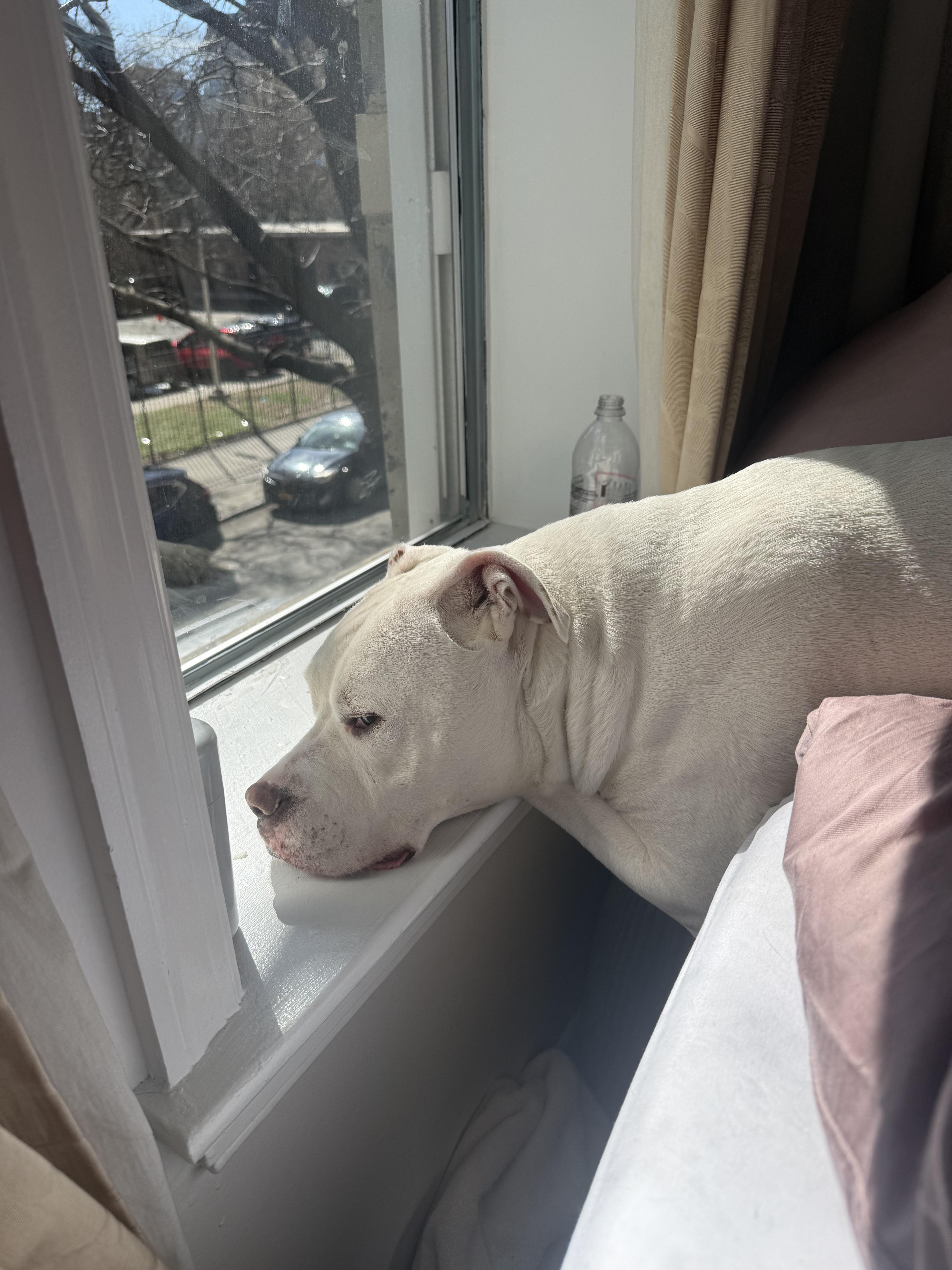 An adult medium-sized male Pit Bull Terrier dog named Memo for adoption in New York, NY