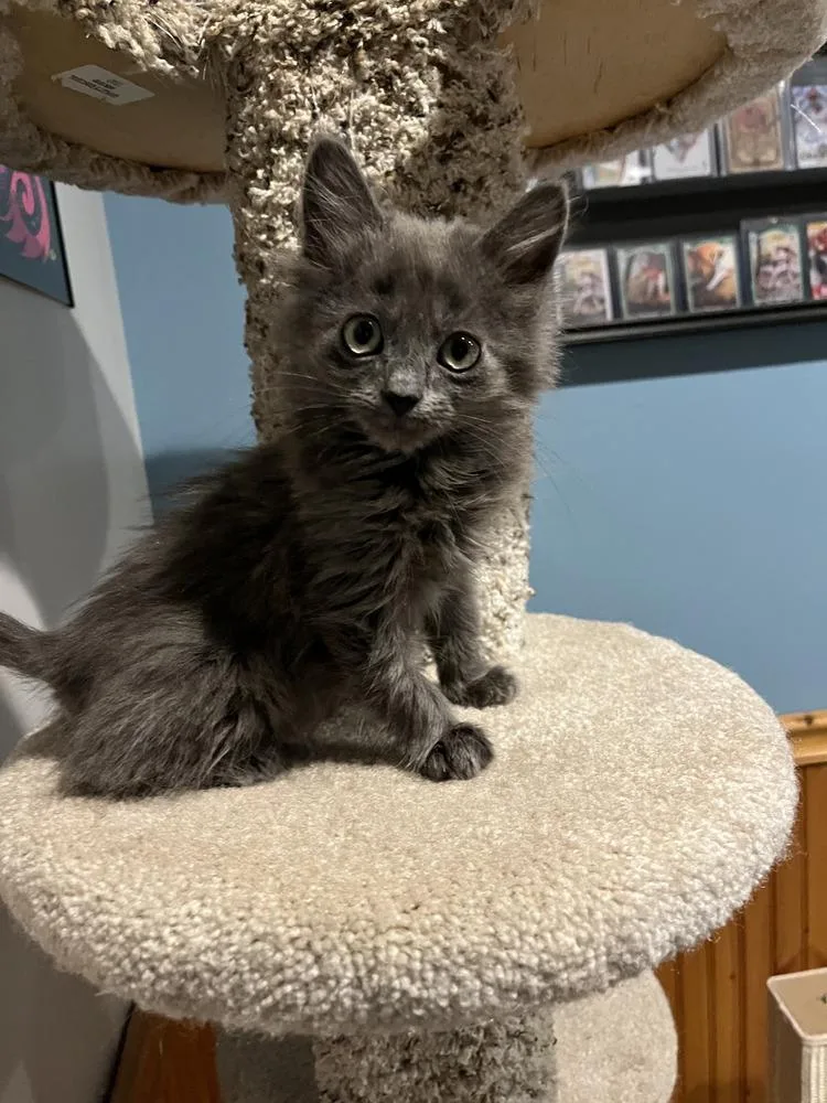 Gizmo