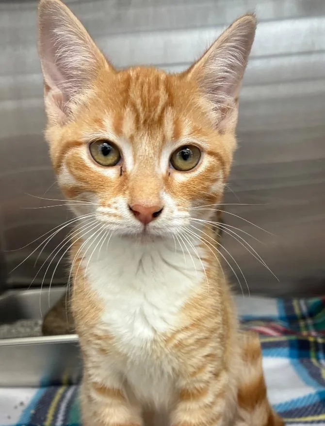 A baby small-sized female Domestic Short Hair cat named Scarlett for adoption in Hartsville, SC