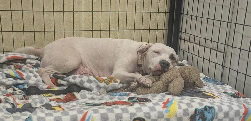 An adult medium-sized female Tricolor (Brown, Black, & White) American Bulldog dog named Target for adoption in Lakeland, FL