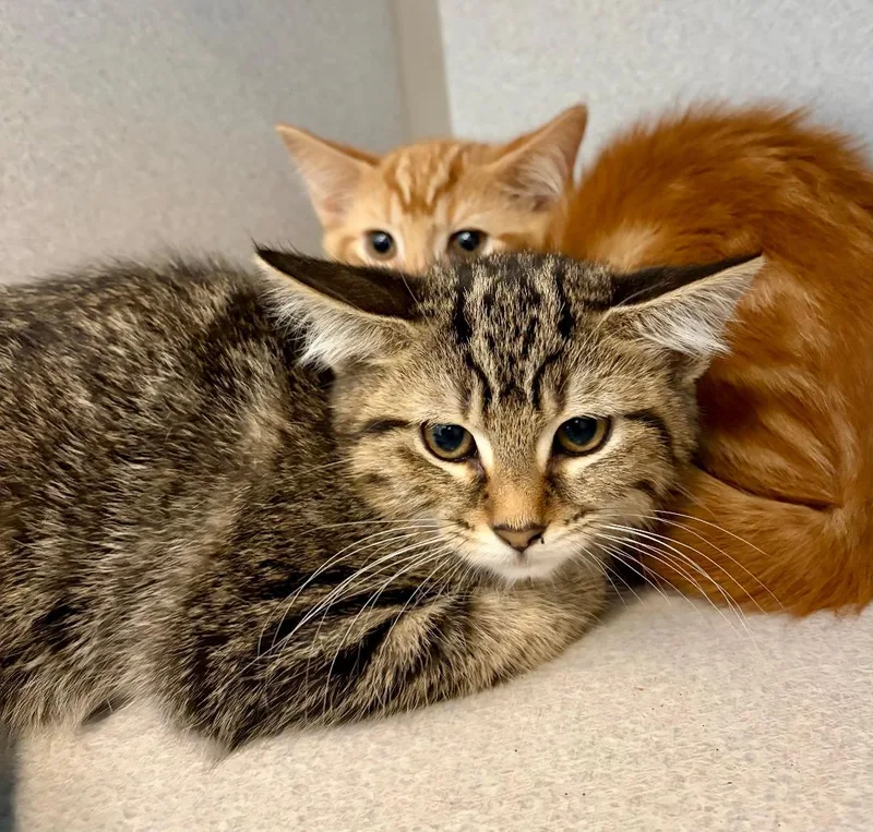 A baby medium-sized female Tabby (Brown / Chocolate) Domestic Short Hair cat named Daphne for adoption in Winter Haven, FL