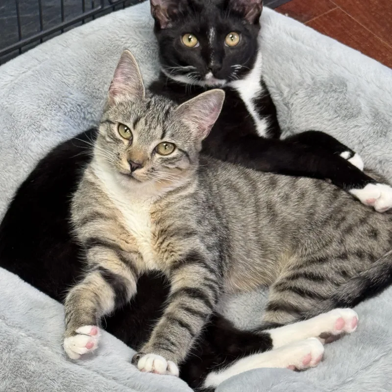 A young medium-sized male Black & White / Tuxedo Domestic Short Hair cat named Sally & Mater Brother for adoption in Monroe, NC