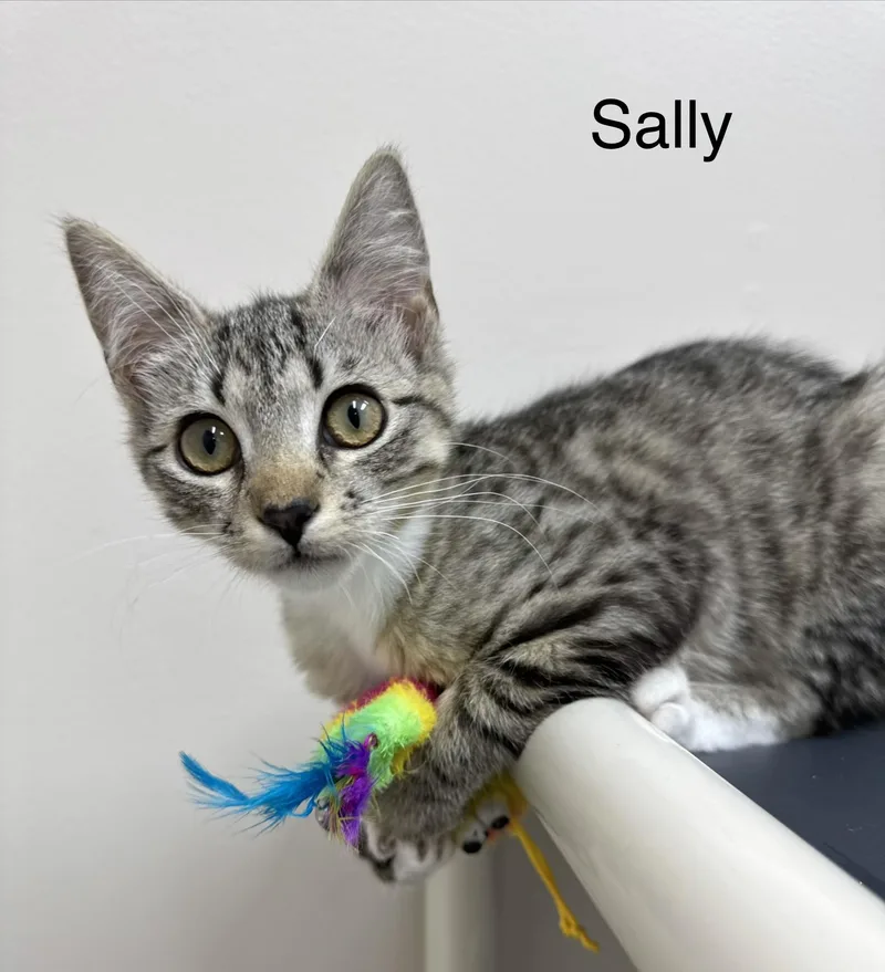 Sally & Mater Brother thumbnail 4