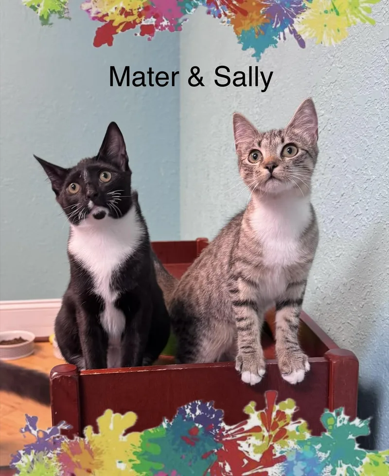 Sally & Mater Brother thumbnail 5