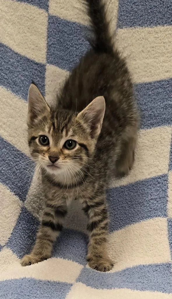 A baby small-sized female Domestic Short Hair cat named Gia for adoption in Murphysboro, IL