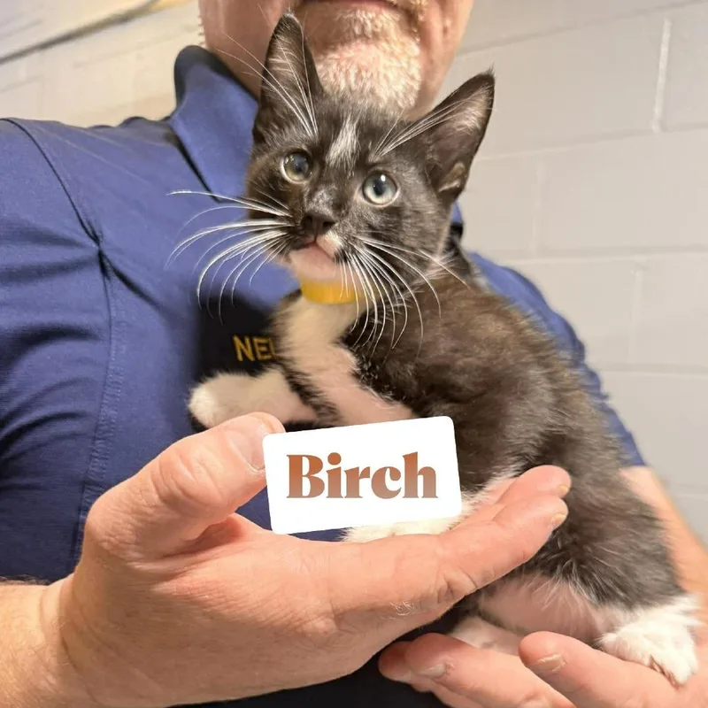 A baby small-sized male Black Domestic Short Hair cat named Birch for adoption in Newcastle, OK