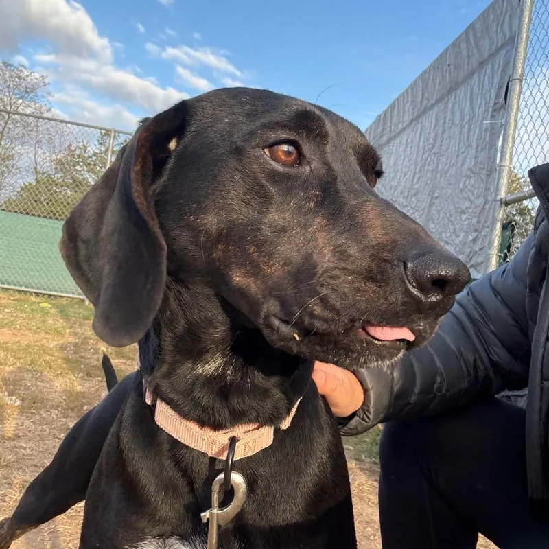 Remington thumbnail 2