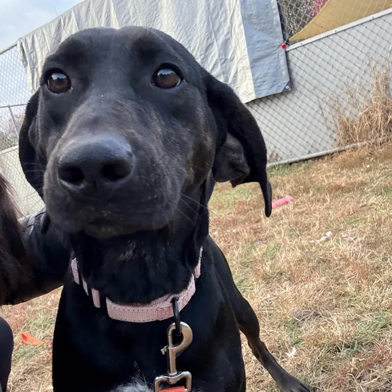 Remington thumbnail 3