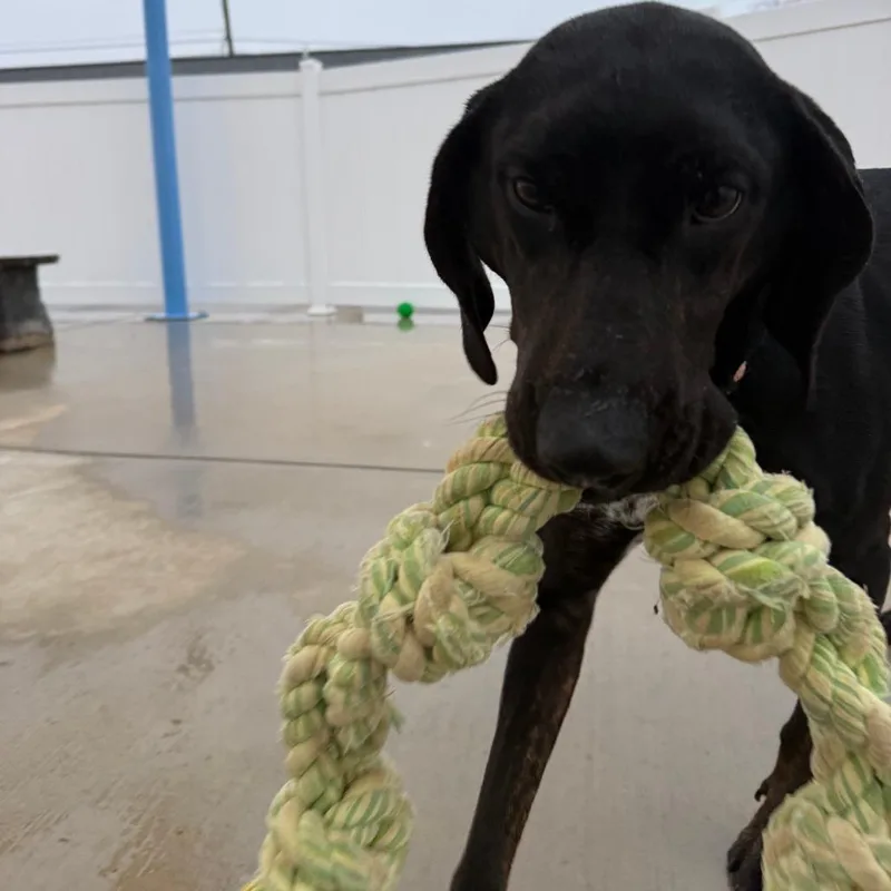 Remington thumbnail 5