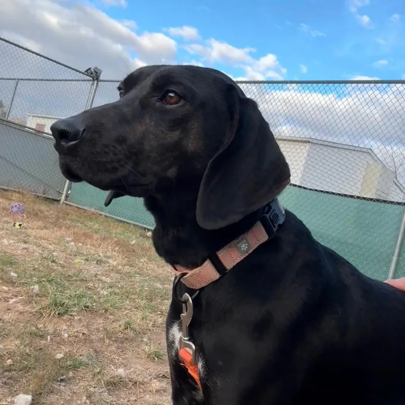 Remington thumbnail 6