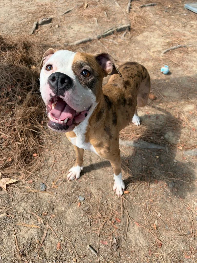 A young medium-sized female Boxer dog named Tootsie for adoption in Little Rock, AR