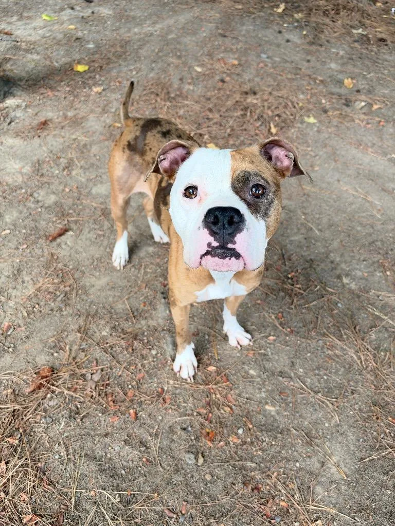 Tootsie thumbnail 2