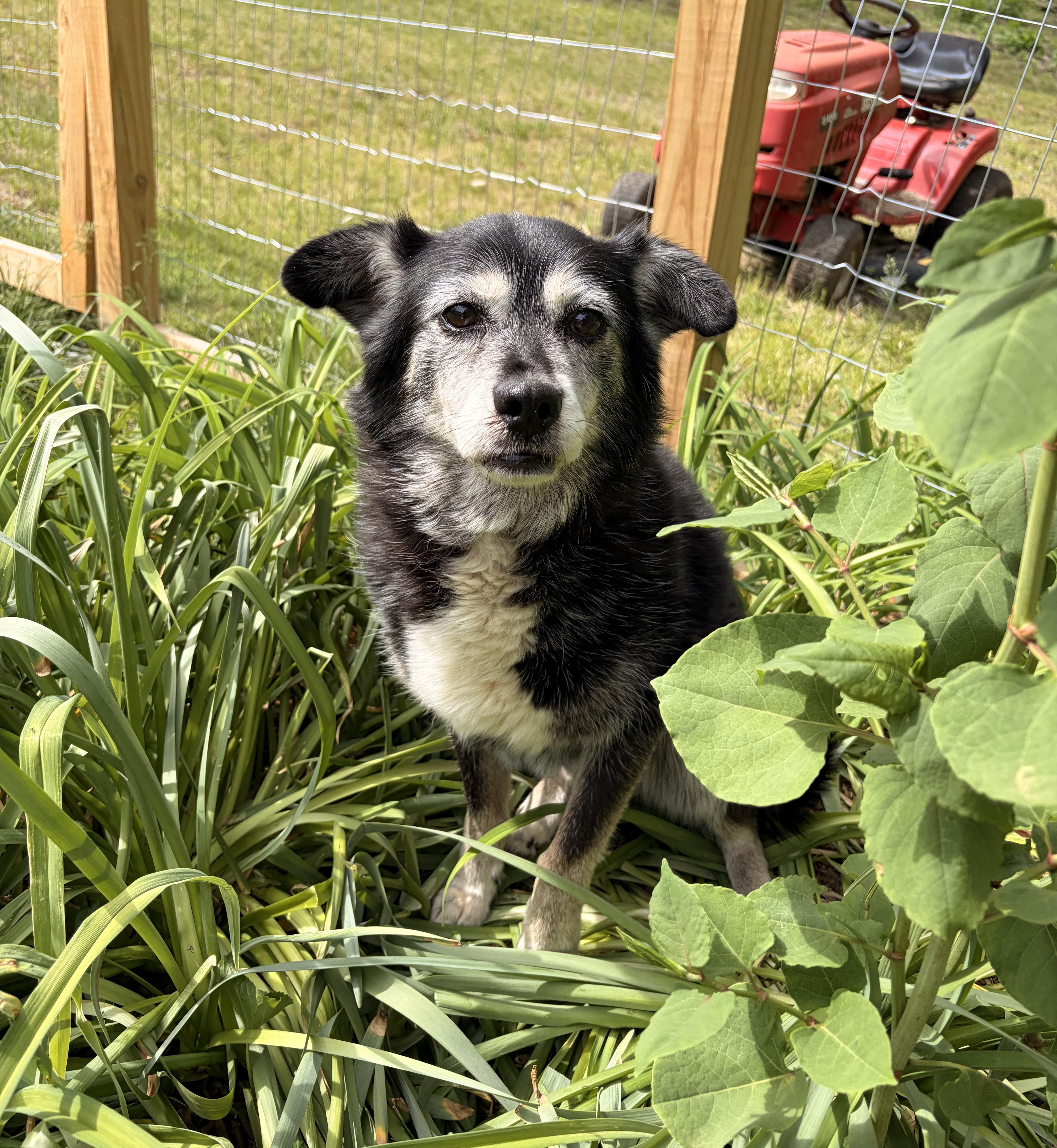 A senior medium-sized female Black Border Collie dog named Shay Shay for adoption in Newfoundland, PA