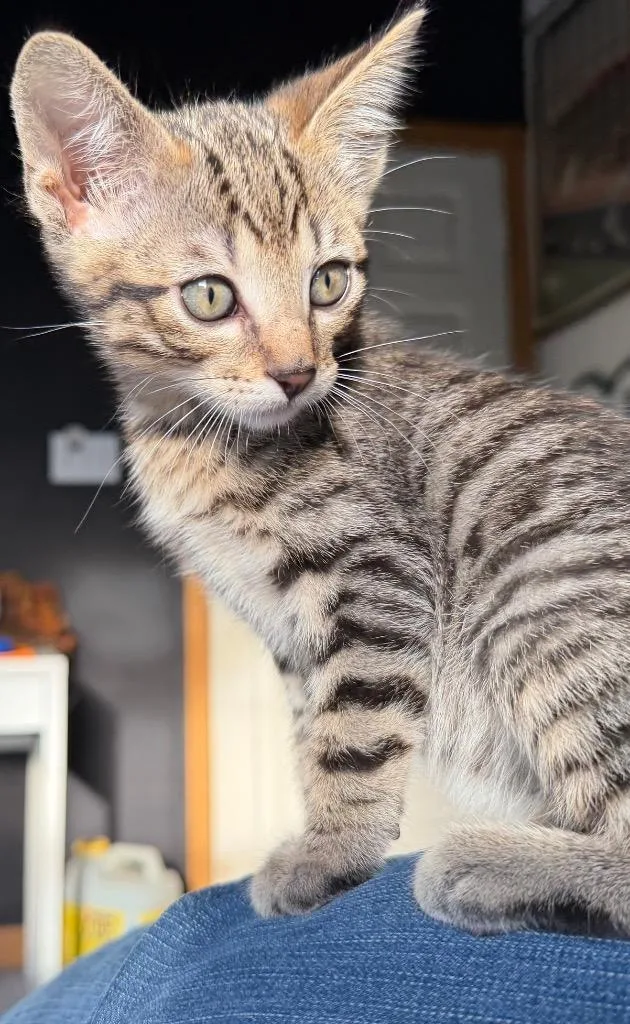 A baby small-sized male Domestic Short Hair cat named Fidget for adoption in Claremore, OK