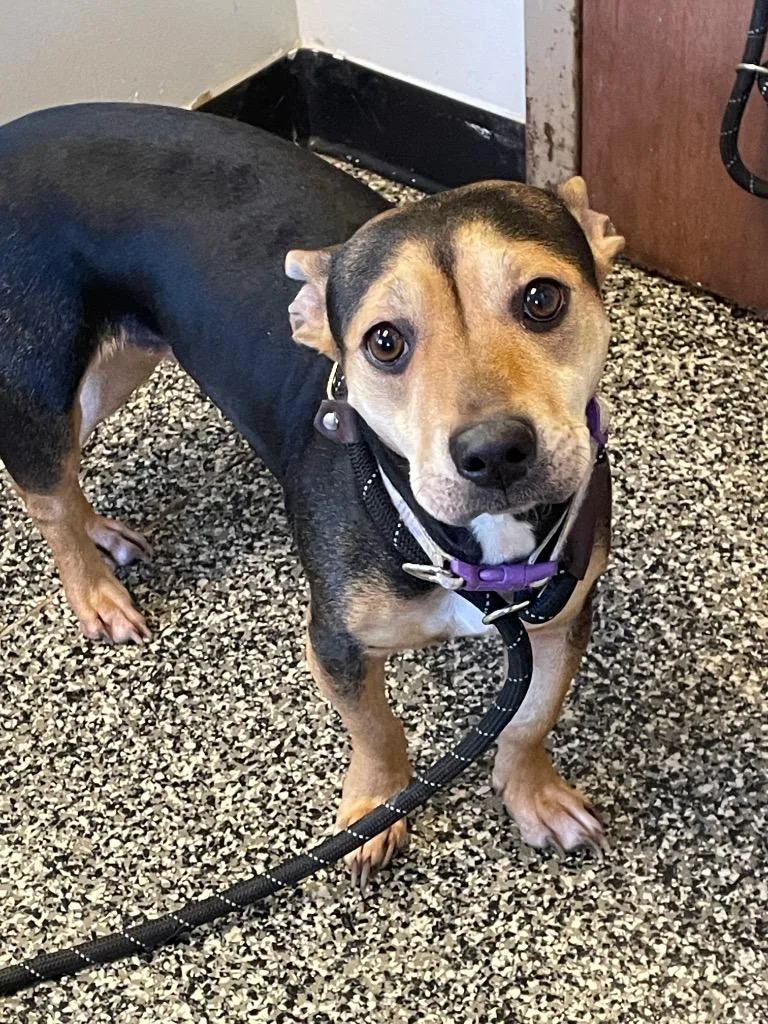 An adult medium-sized female Mixed Breed dog named Riri for adoption in Columbia, TN