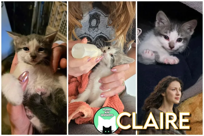 A baby medium-sized female Domestic Short Hair cat named Claire for adoption in New Hartford, NY
