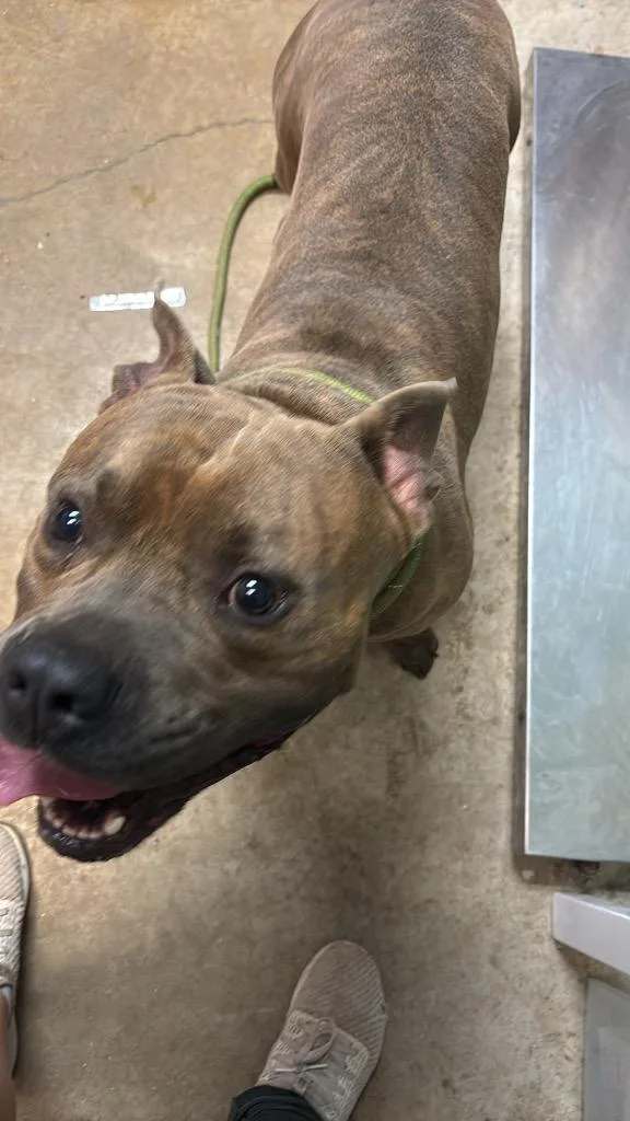 A young large-sized male Pit Bull Terrier dog named Motomoto for adoption in New Braunfels, TX