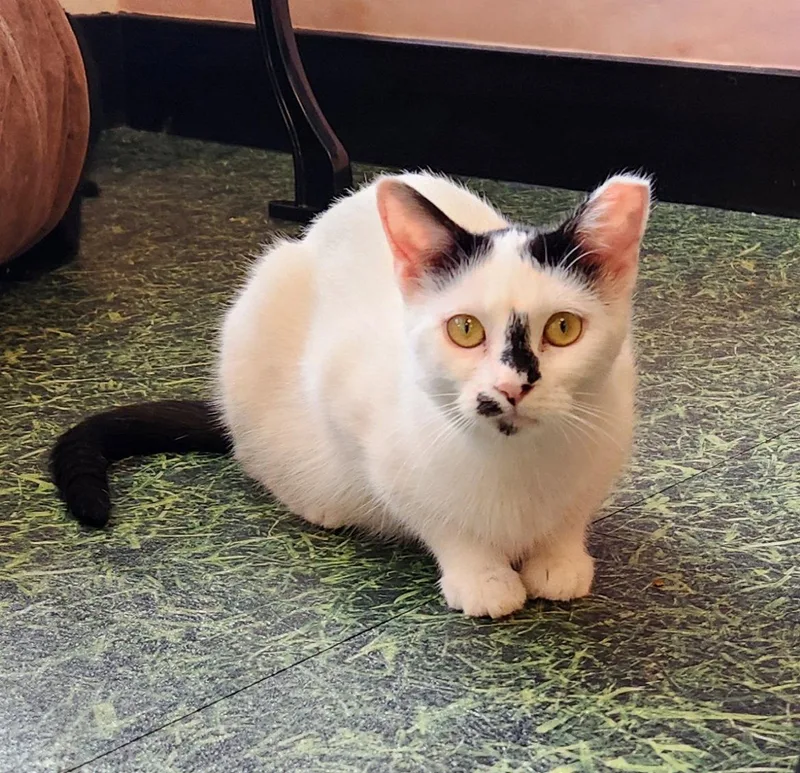 A young medium-sized female Domestic Short Hair cat named Drizella for adoption in Herndon, VA