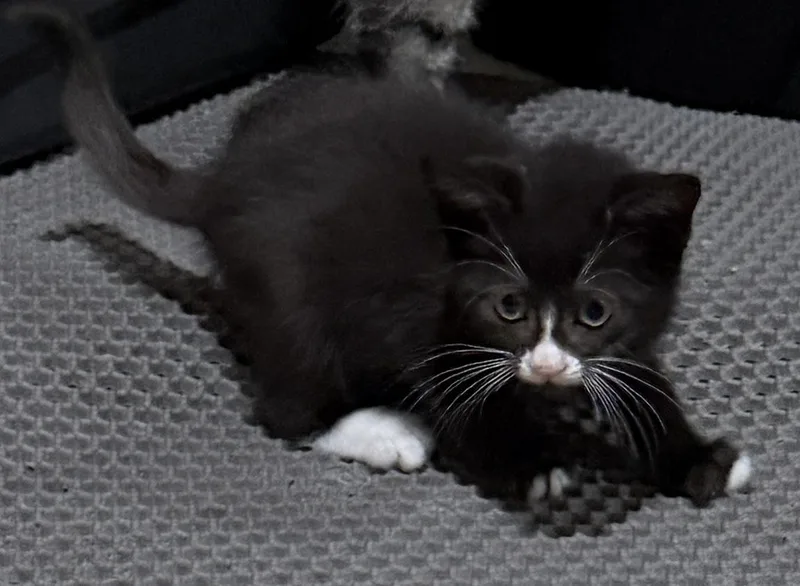 A baby medium-sized male Black & White / Tuxedo Domestic Short Hair cat named Winston for adoption in East Hanover, NJ