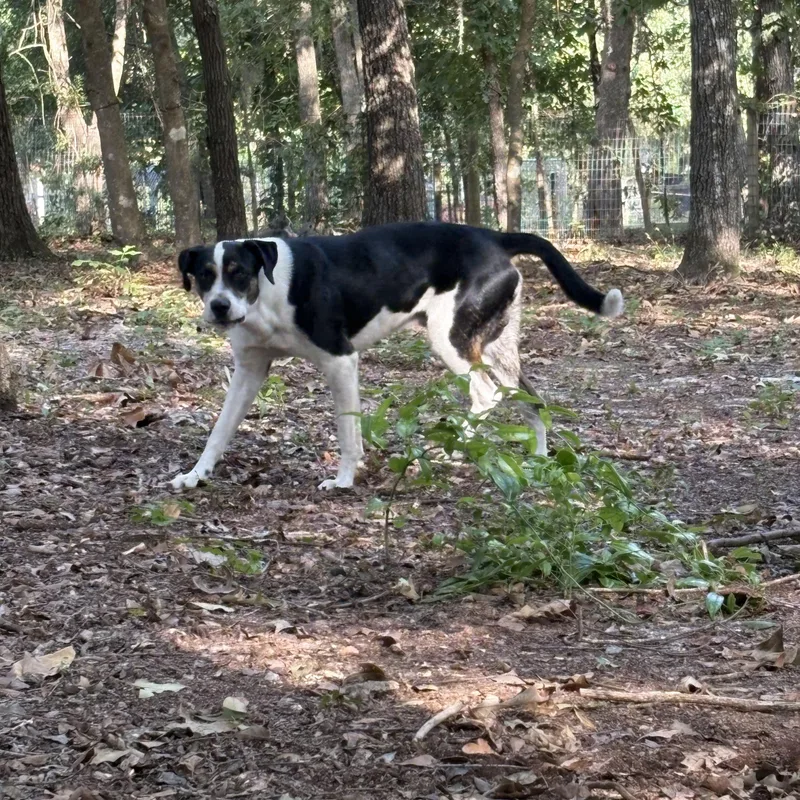 A young medium-sized male Black Mixed Breed dog named Paddington for adoption in Orangeburg, SC