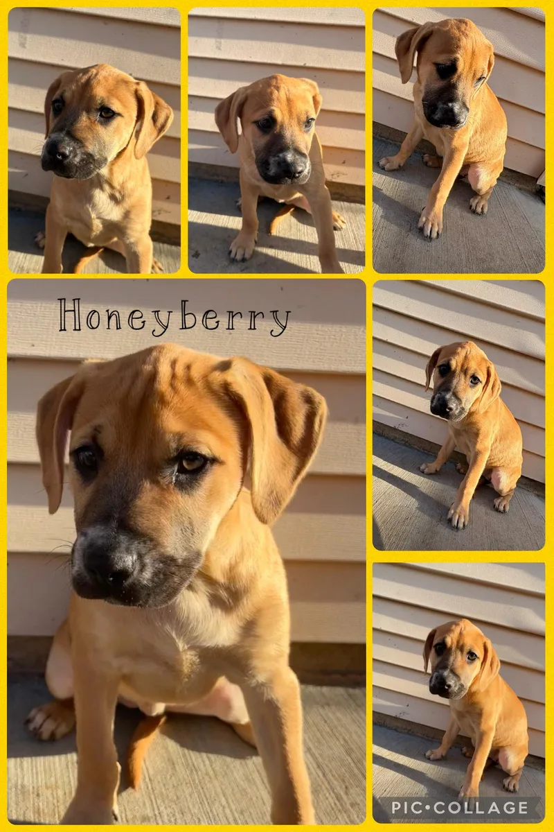 Honeyberry