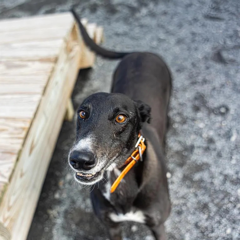 An adult large-sized male Black Greyhound dog named Artilla for adoption in Augusta, ME