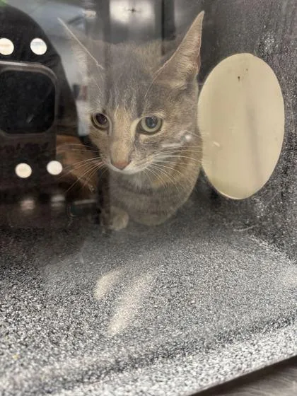 A baby small-sized female Domestic Short Hair cat named Pearly Girly for adoption in Sevierville, TN