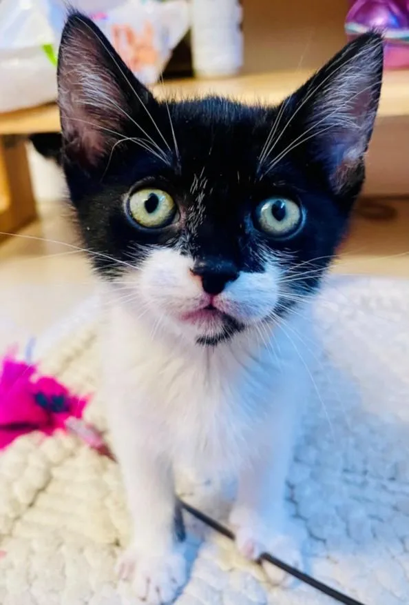 A baby small-sized female Domestic Short Hair cat named Hera for adoption in Santa Cruz, CA