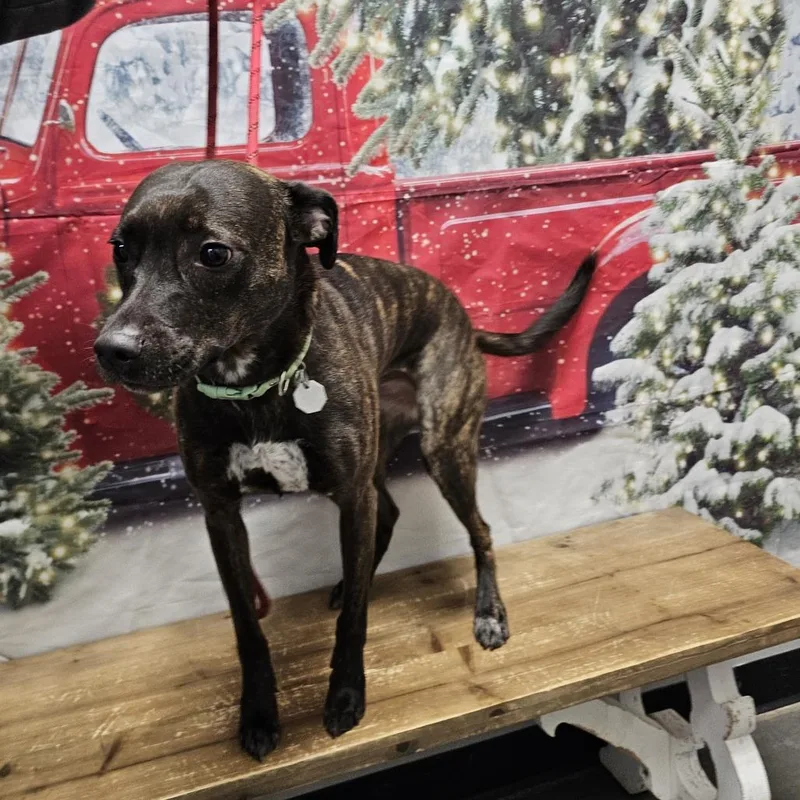 An adult medium-sized female Brindle Mountain Cur dog named Leela for adoption in Normal, IL