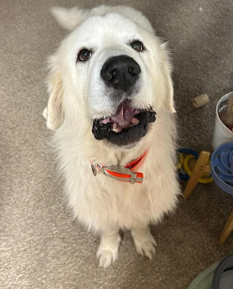 A senior extra large-sized male White / Cream Great Pyrenees dog named Rooney for adoption in Kiowa, OK