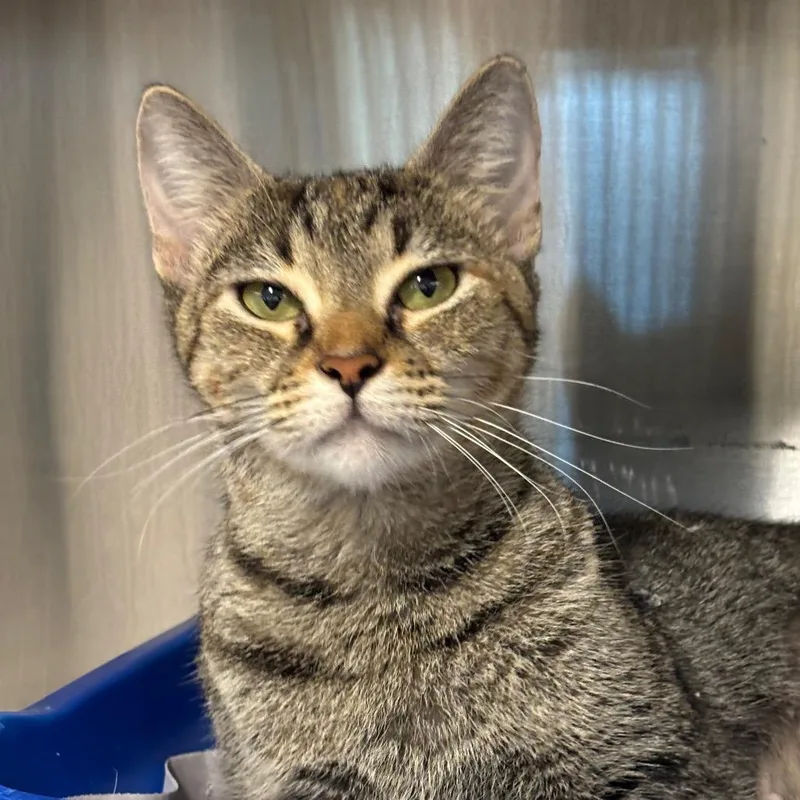 An adult medium-sized female Brown / Chocolate Domestic Short Hair cat named Firefly for adoption in League City, TX